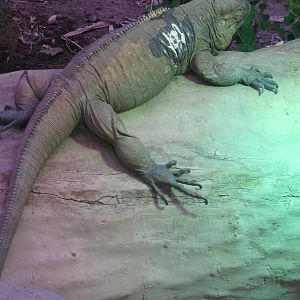 Iguana in Islands in Danger