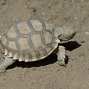 African turtle