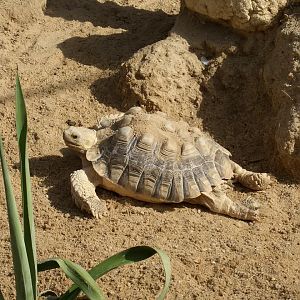 African turtle