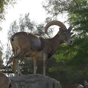 Mouflon