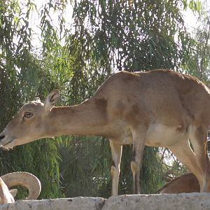 Mouflon