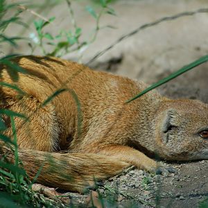 Yellow Mongoose