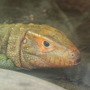 Crocodile Lizard