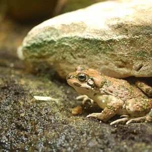 Moroccan Toad