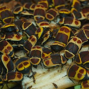 [i]Pachnoda marginata[/i]