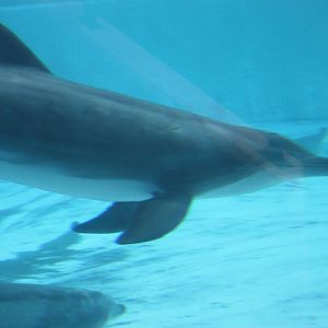 dolphin