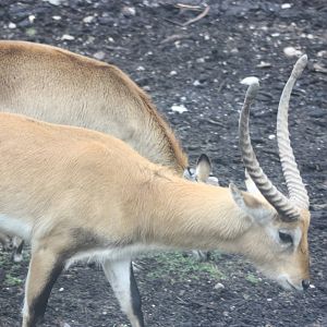 lechwe