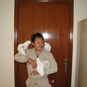 Young hand reared goffin's cockatoo in kuwait zoo