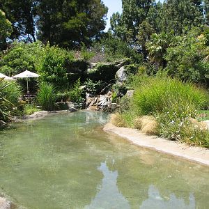 Karibu Village - Lesser Flamingo and African Spoonbill Exhibit