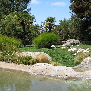 Karibu Village - Lesser Flamingo and African Spoonbill Exhibit