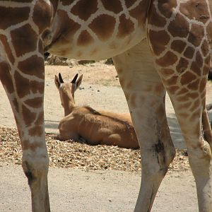 African Veldt Exhibit - Reticulated Giraffe and Common Eland