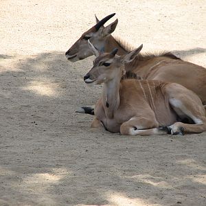 African Veldt Exhibit - Common Eland