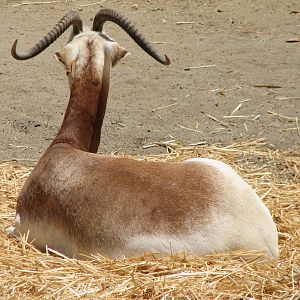African Veldt Exhibit - Addra Gazelle