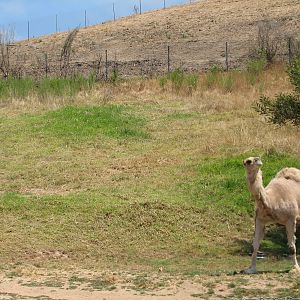 Dromedary Camel Exhibit