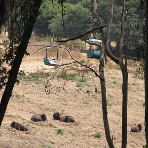 Bison and Tule Elk Exhibit