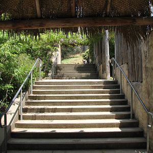 African Lion Exhibit - Stairs