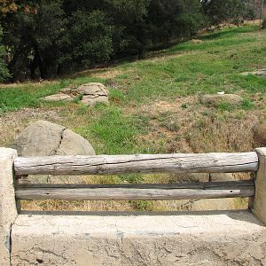 African Lion Exhibit - Grassy Hillside