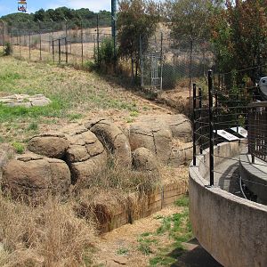 African Lion Exhibit - Grassy Hillside