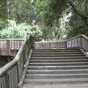African Lion Exhibit - Deck Viewing Area