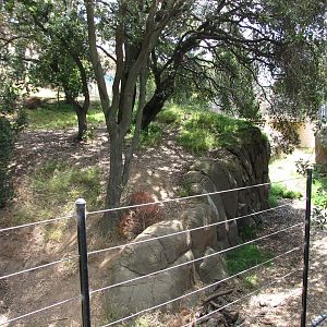 African Lion Exhibit - Shady Valley