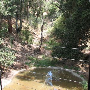 African Lion Exhibit - Shady Valley