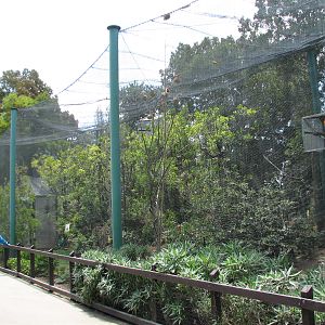 Large African Aviary