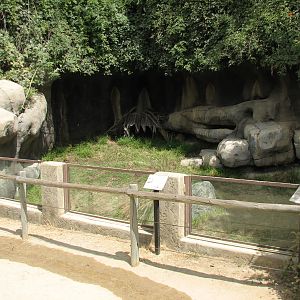African Village - African Spurred Tortoise Exhibit