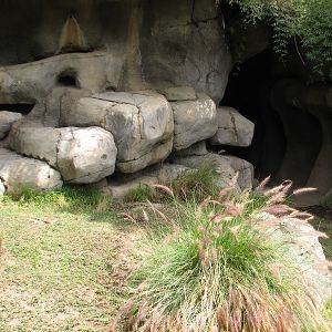African Village - African Spurred Tortoise Exhibit