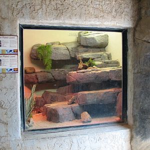 African Village - Sudan and Giant Plated Lizards Exhibit