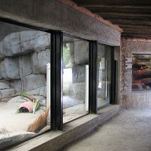 African Village - White-throated Monitor Exhibit