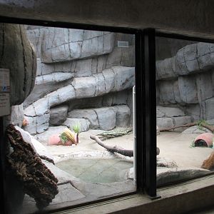 African Village - White-throated Monitor Exhibit