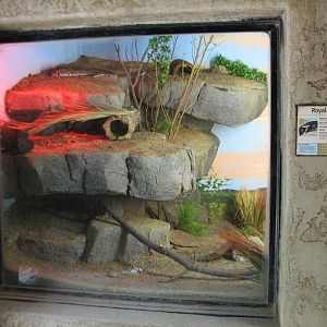 African Village - Royal Python Exhibit