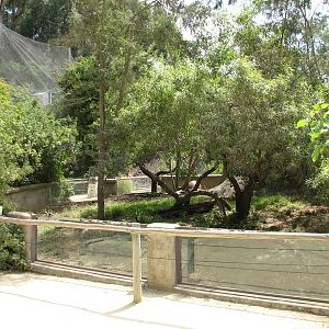African Village - Slender-tailed Meerkat Exhibit