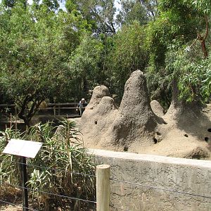 African Village - Slender-tailed Meerkat Exhibit