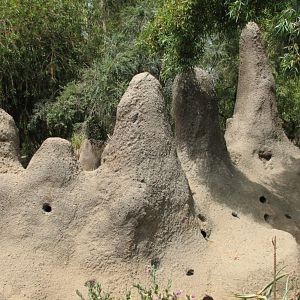African Village - Slender-tailed Meerkat Exhibit
