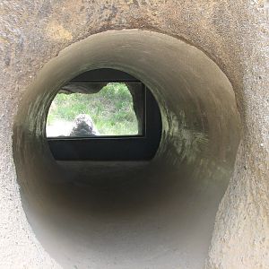 African Village - Slender-tailed Meerkat Exhibit - Crawl Tunnel