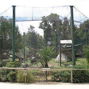 African Village - Green Monkey Exhibit