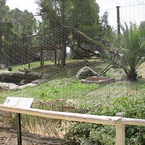 African Village - Green Monkey Exhibit