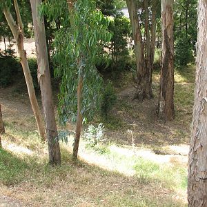 African Village - Spotted Hyena Exhibit