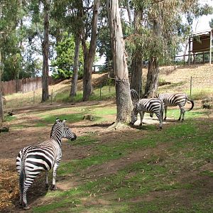African Village - Grants Zebra Exhibit