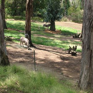 African Village - Grants Zebra Exhibit