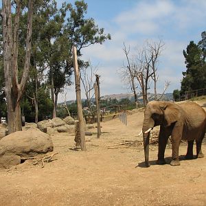 African Elephant Exhibit