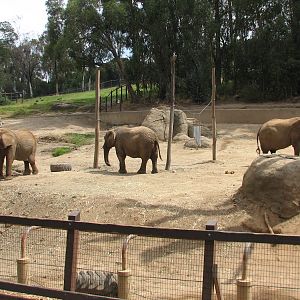 African Elephant Exhibit