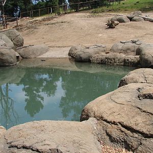 African Elephant Exhibit