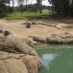 African Elephant Exhibit