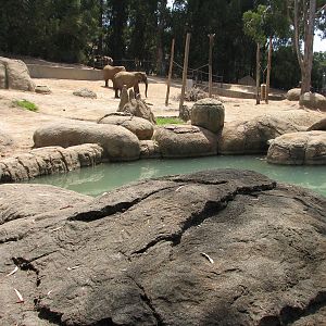 African Elephant Exhibit