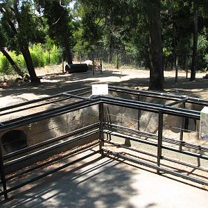 Warthog Exhibit - Viewing Area