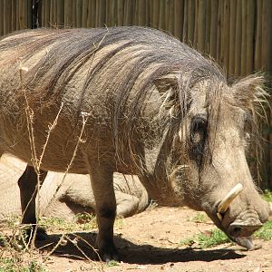 Warthog Exhibit