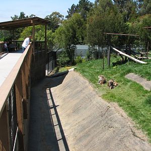 Hamadryas Baboon Exhibit - Viewing Area