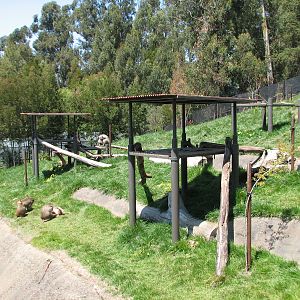 Hamadryas Baboon Exhibit